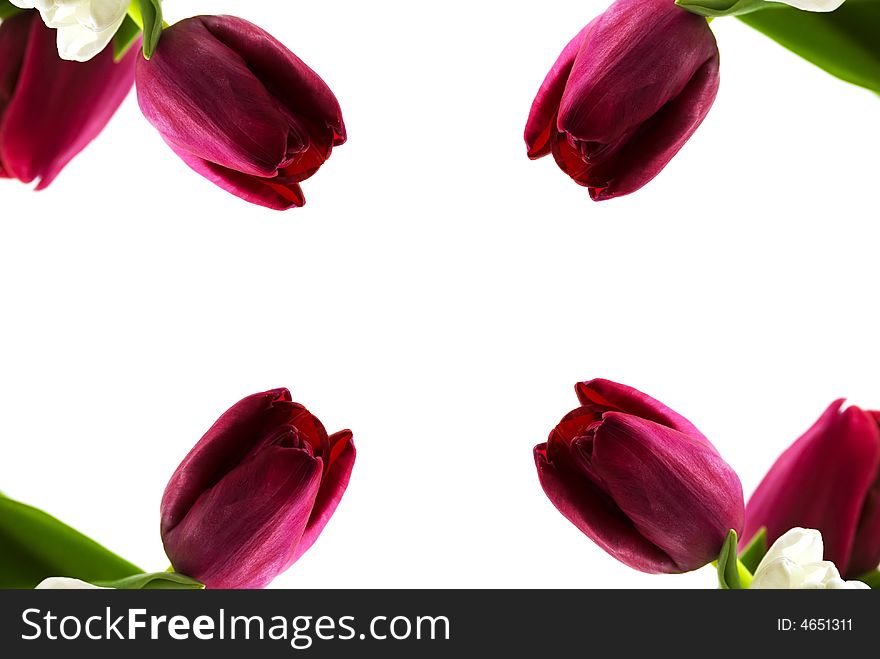 Background consisting of a bouquet of tulips