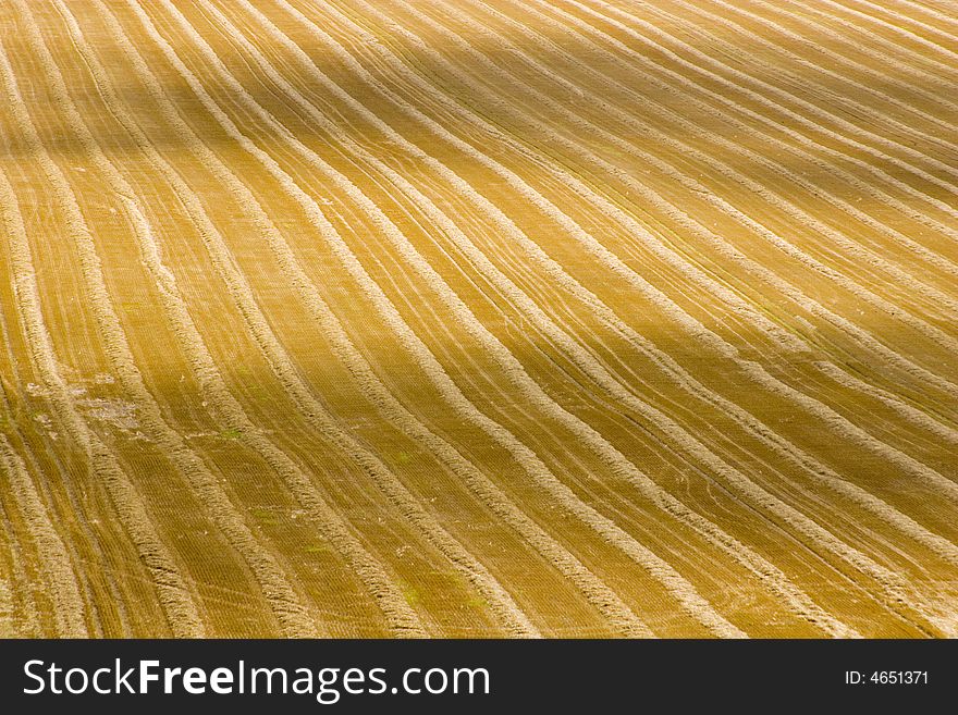 Golden field in the summer after the wheat has been harvested. Golden field in the summer after the wheat has been harvested