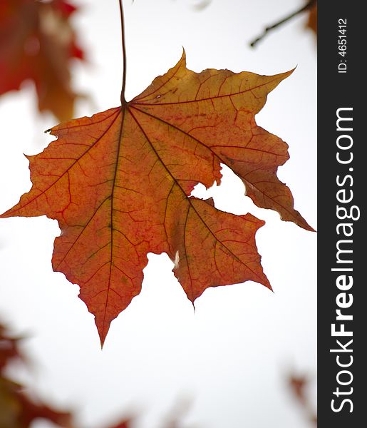 Red maple leaf on the background of white sky. Red maple leaf on the background of white sky.