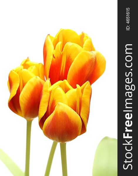 Red tulips on a white background