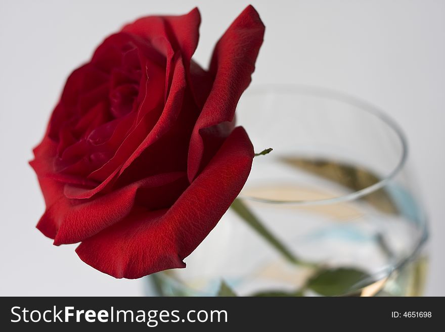 Red rose in large wine glass on white background