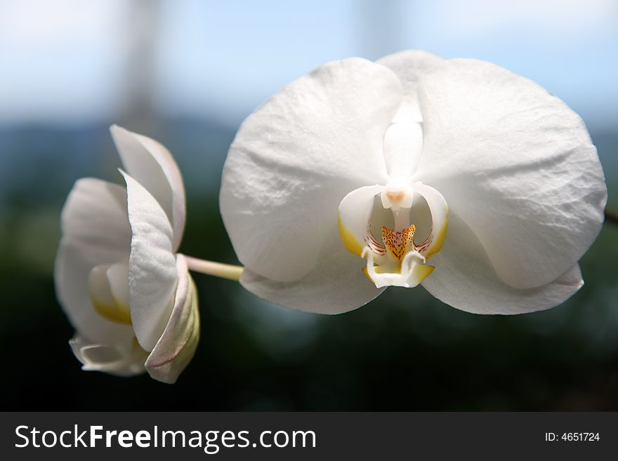 Colorful wild orchid from brazil