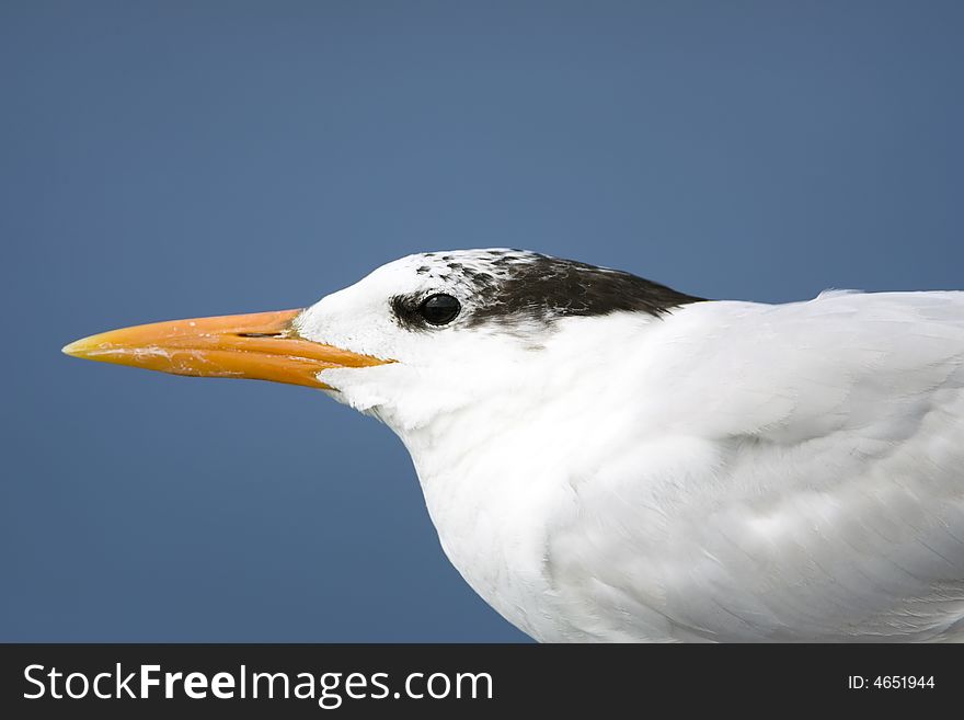 Head Shot Of A Royal Tern