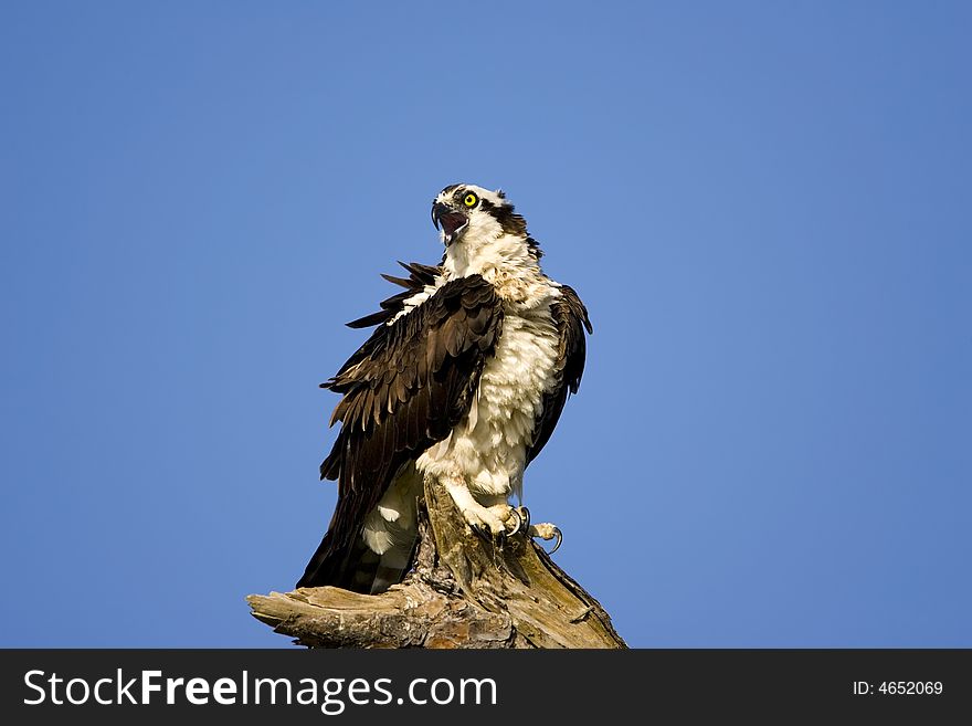 An Osprey perched in an old dead tree with the wind whipping his feathers. An Osprey perched in an old dead tree with the wind whipping his feathers