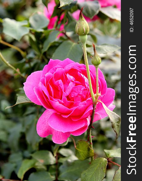 A single flower with two buds close-up. A single flower with two buds close-up