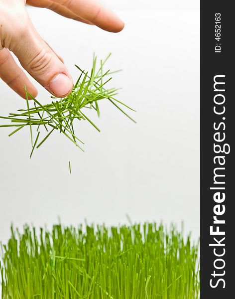 Green grass on white background