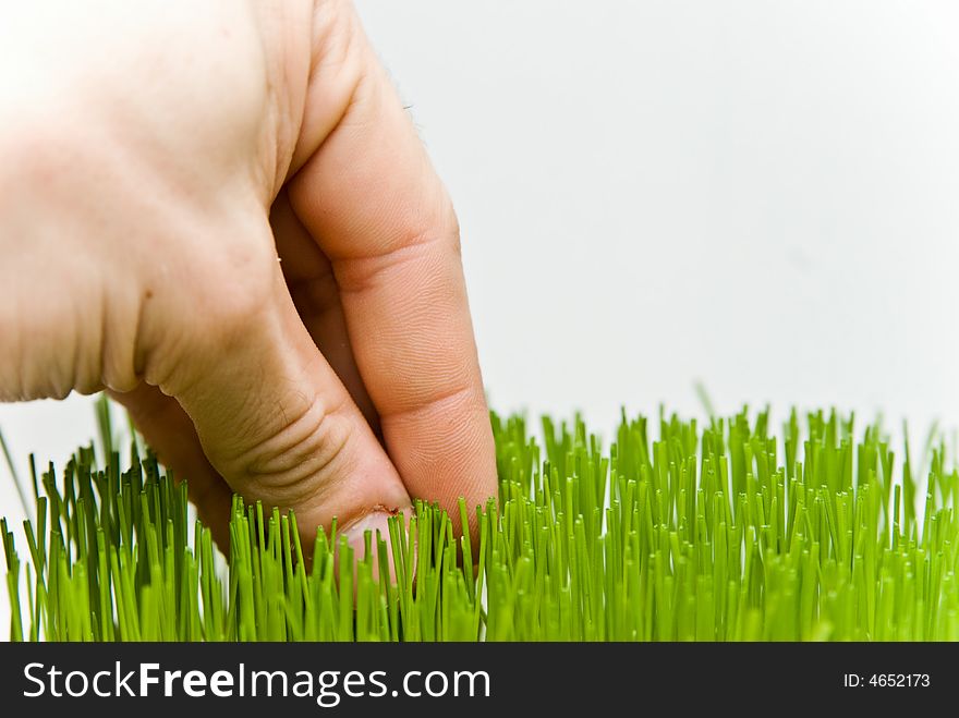 Green grass on white background