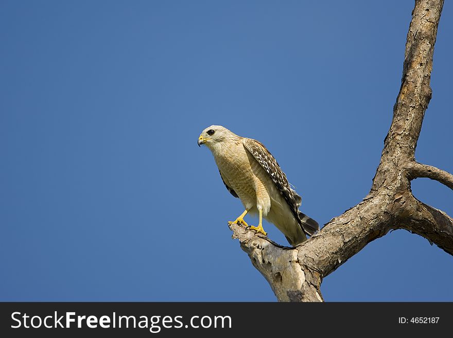 An immature Red-shouldered Hawk perched in an old dead tree. An immature Red-shouldered Hawk perched in an old dead tree