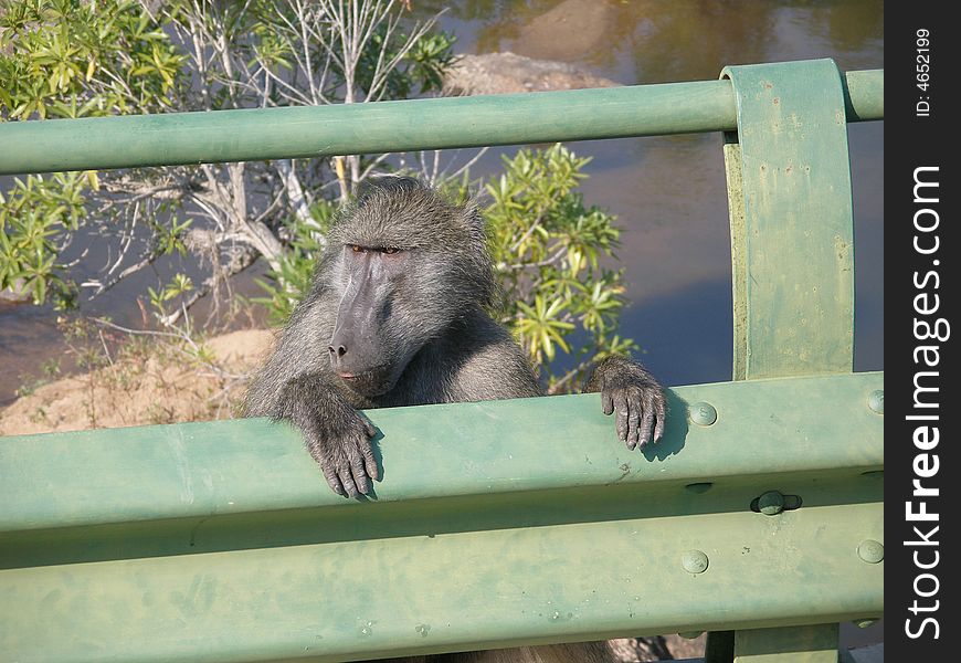 Baboon in the Kruger National Park, South Africa