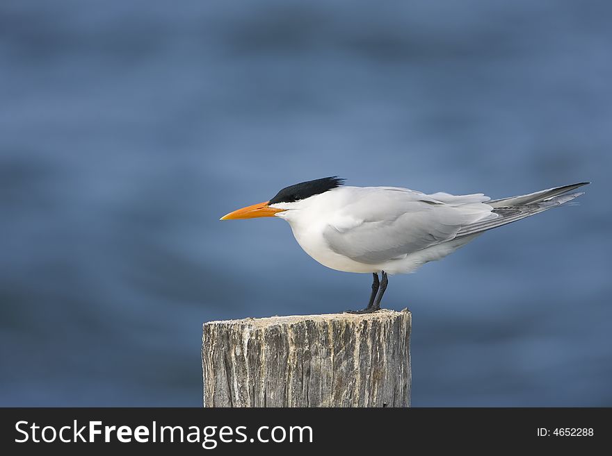 A Royal Tern perched on a piling in mating plumage. A Royal Tern perched on a piling in mating plumage