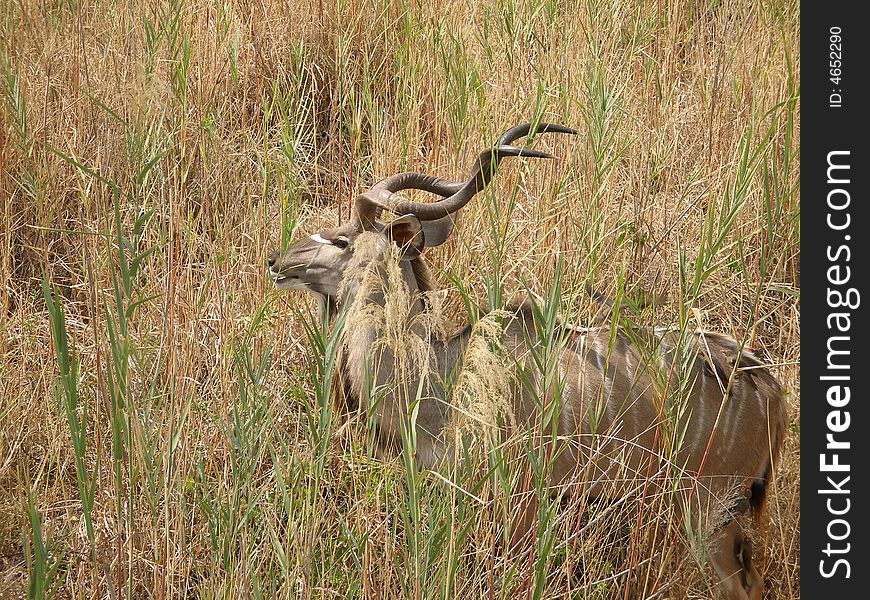 A Kudu in the Kruger National Park, South Africa