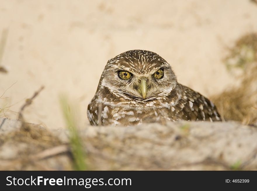 The female Burrowing Owl leaves her clutch of eggs and comes out of the burrow for a look around. The female Burrowing Owl leaves her clutch of eggs and comes out of the burrow for a look around