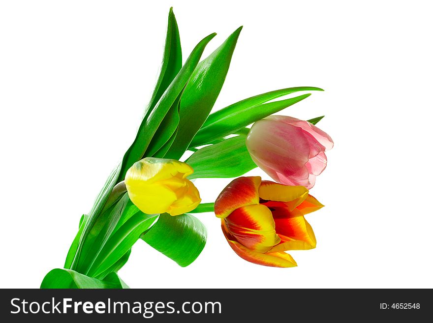 Bunch of three tulips, isolated on white