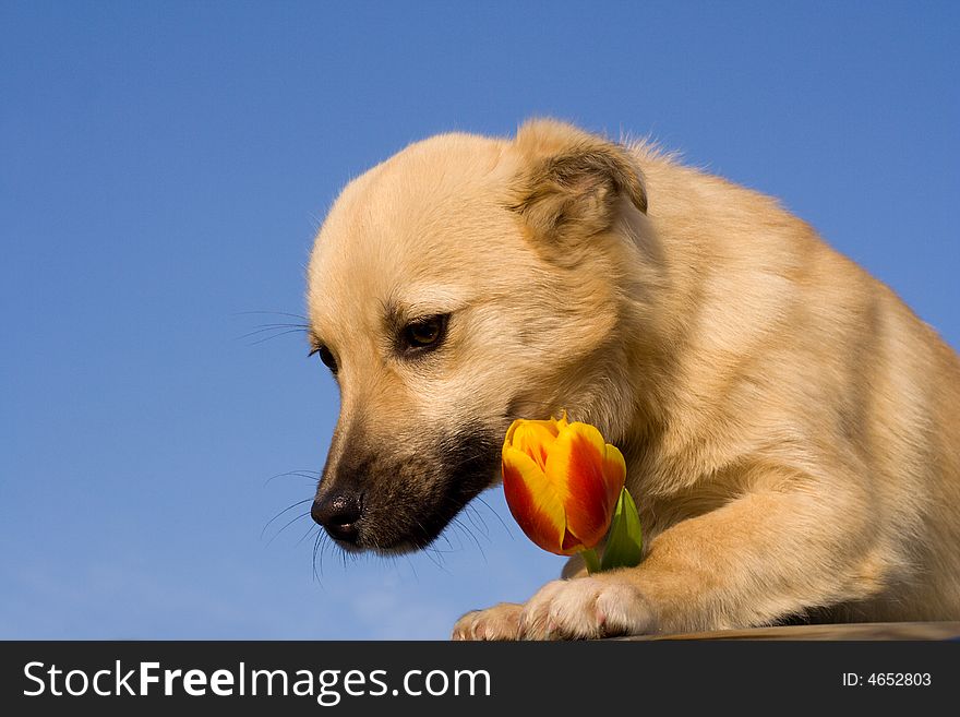Close-up puppy dog  with red-yellow tulip in forefoots against blue sky background. Close-up puppy dog  with red-yellow tulip in forefoots against blue sky background