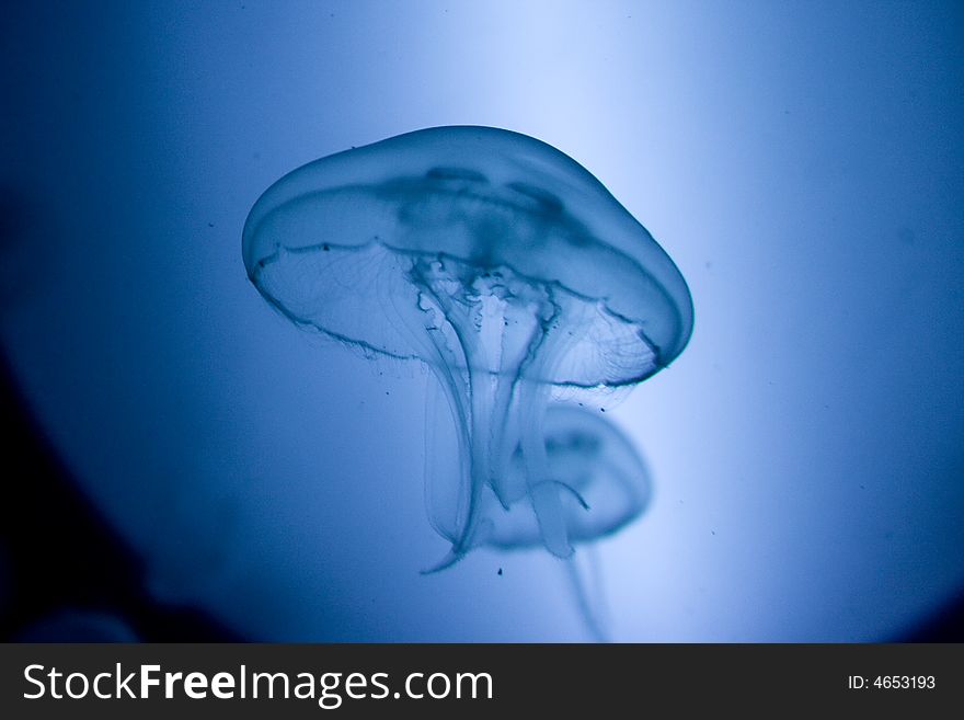 Jellyfish with blue light background. Jellyfish with blue light background