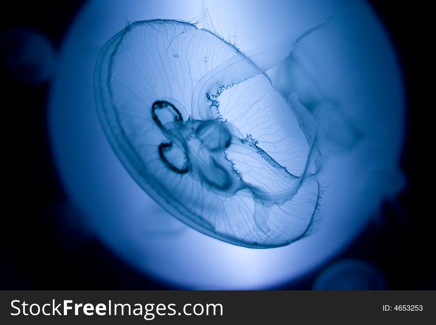 Jellyfish with blue light background. Jellyfish with blue light background