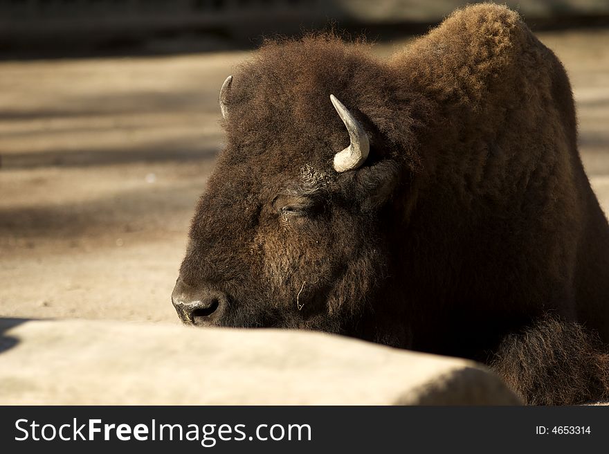 Bison at the zoo,koln.Germany. Bison at the zoo,koln.Germany.