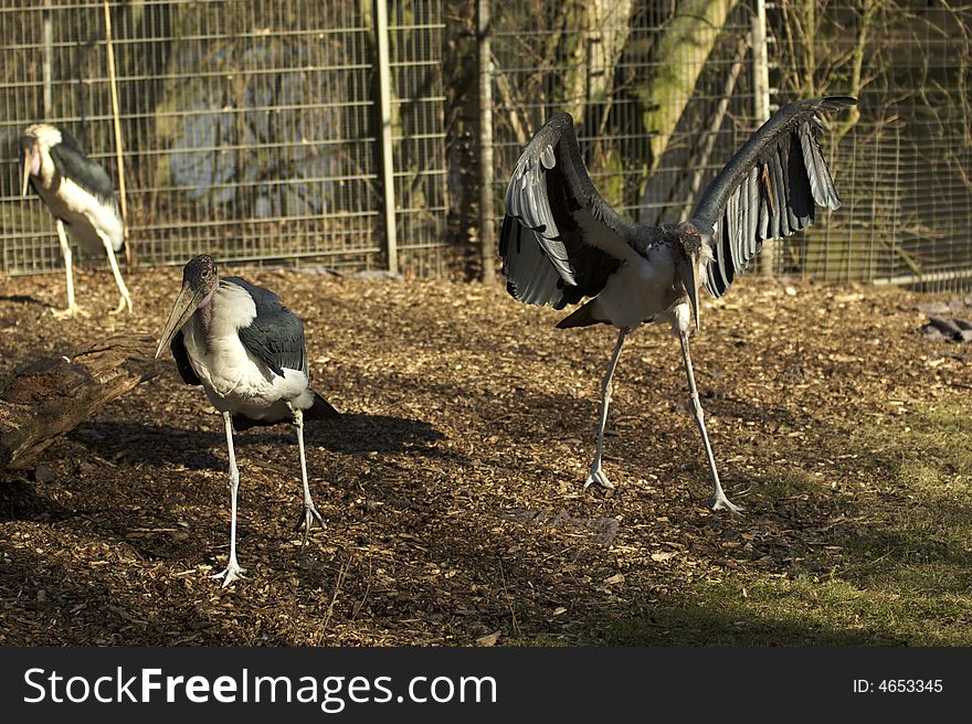 Birds at the zoo, koln.Germany. Birds at the zoo, koln.Germany.