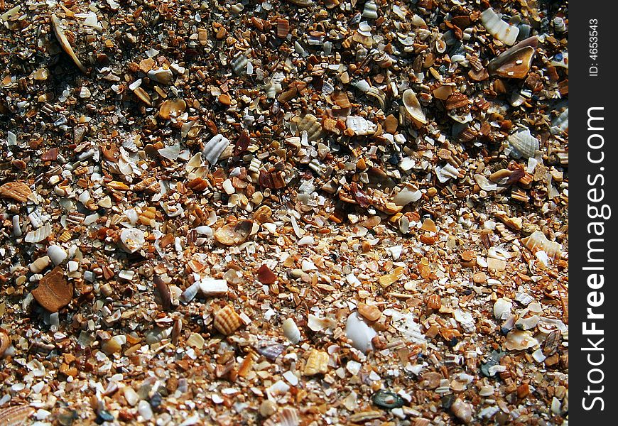 Closeup of broken seashells on the beach shore. Closeup of broken seashells on the beach shore.