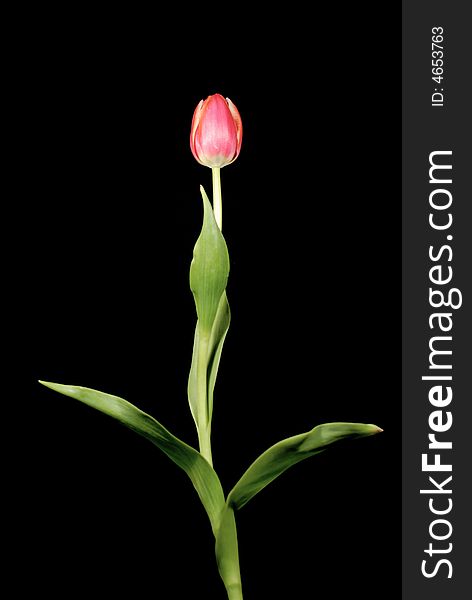 Isolated tulip with black background