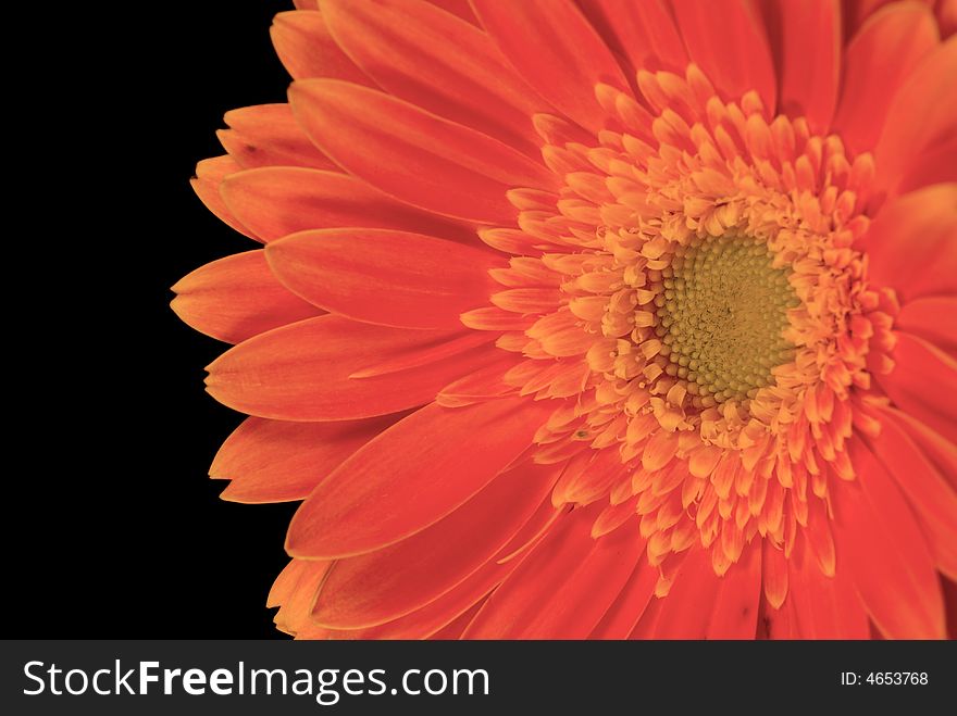 Close up shot of chrysanthemum with black background