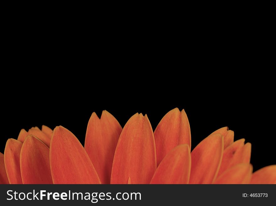Close up shot of chrysanthemum with black background