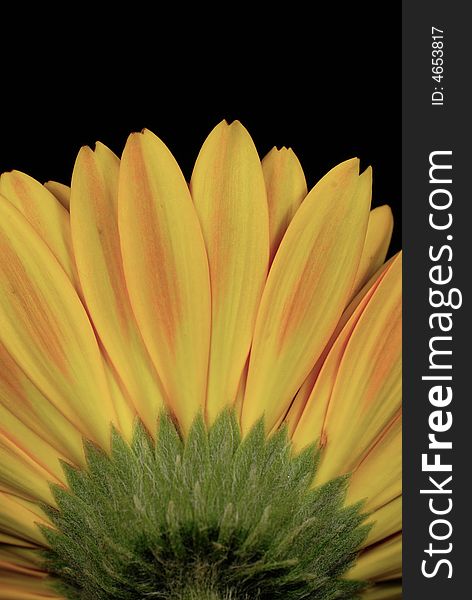 Close up shot of chrysanthemum with black background