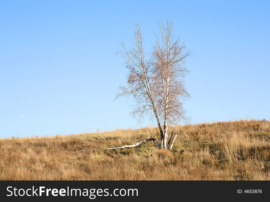 Lone tree on the grassy horizon