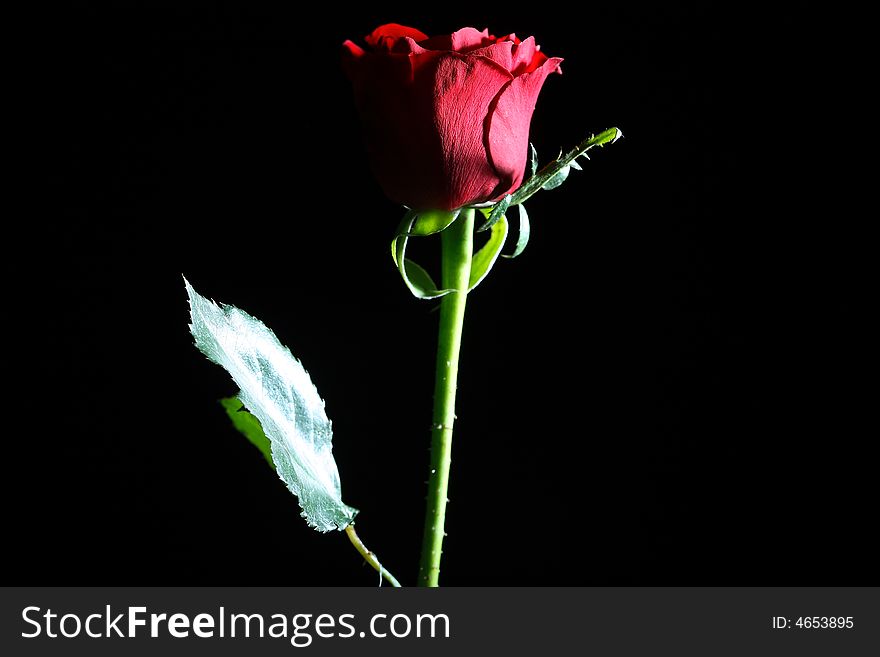 Dark red rose with water droplets.