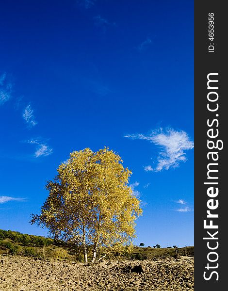 A tree under a blue sky in desert. A tree under a blue sky in desert