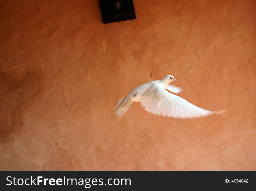 The dominican pigeon flying on a background of a wall. The dominican pigeon flying on a background of a wall