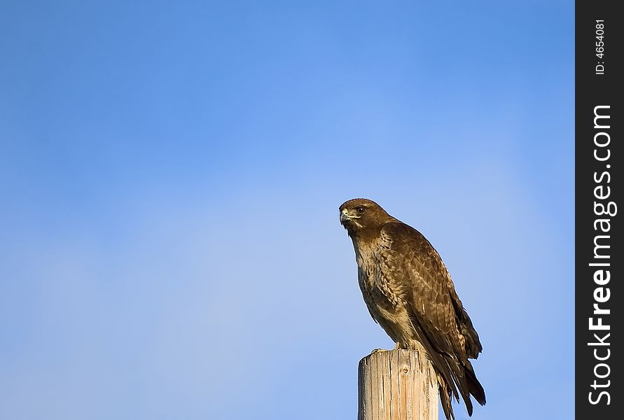 Red Tailed Hawk Perched on a wooden post