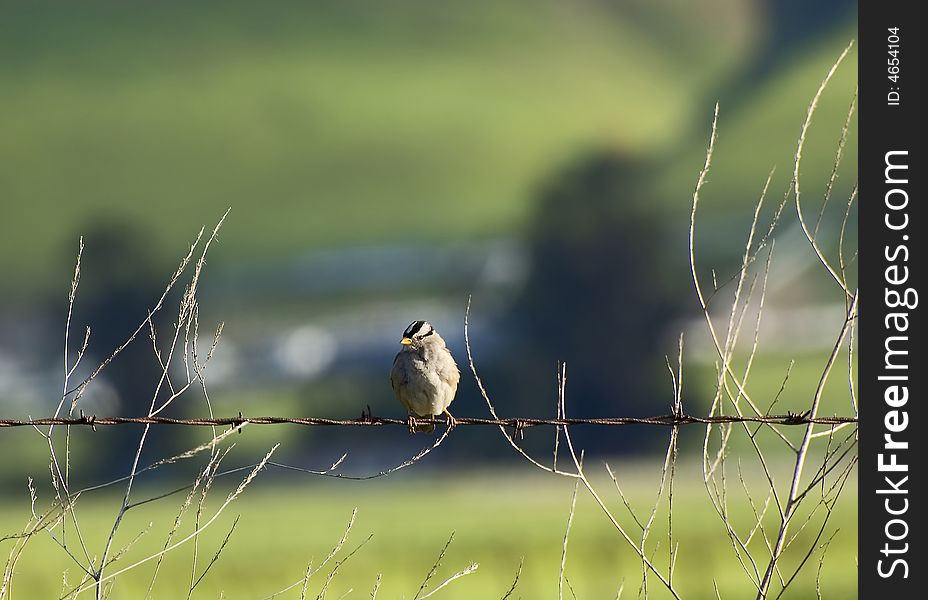 Little bird perched on barbed wire. Little bird perched on barbed wire