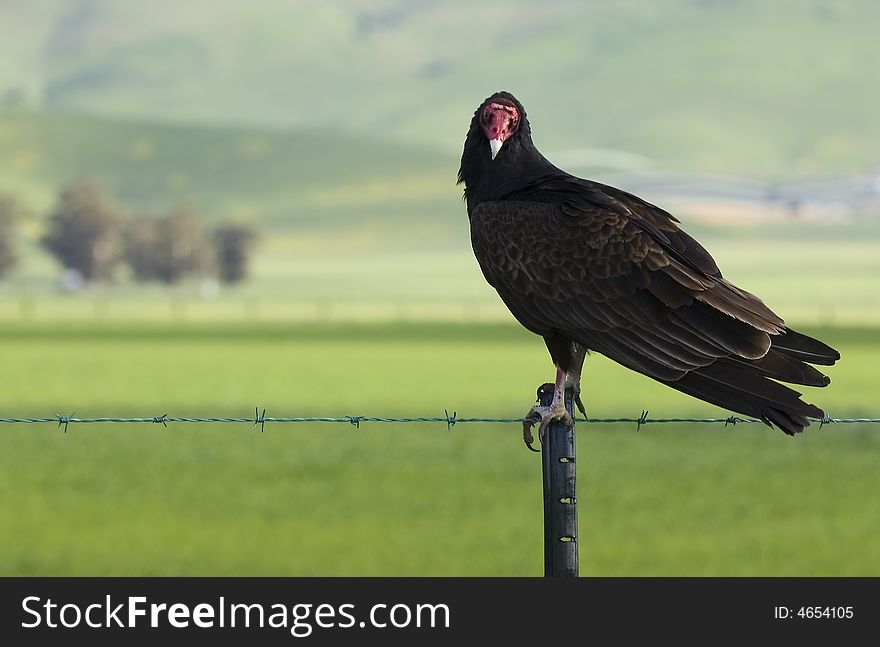 Turkey Vulture on a barbed wire fence. Turkey Vulture on a barbed wire fence
