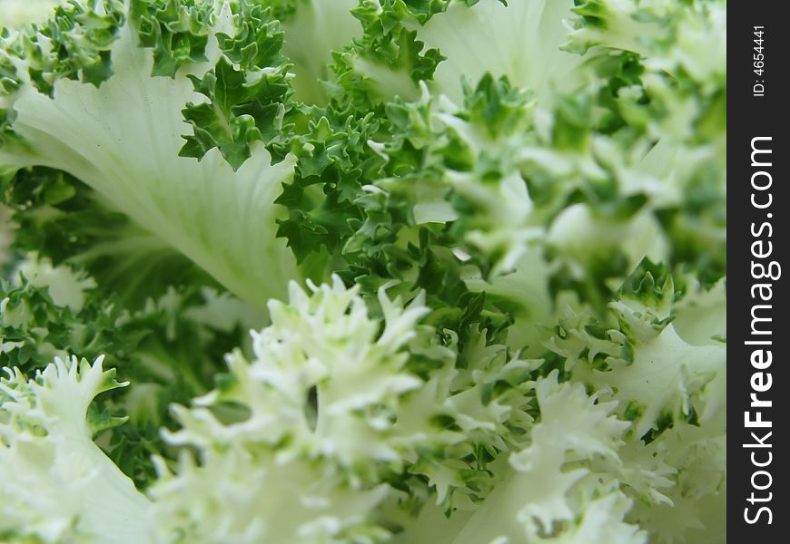 Cabbage macro shoot