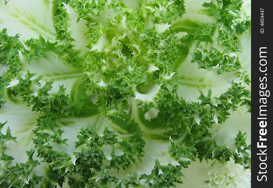 Fresh cabbage leaves close up (macro shoot). Fresh cabbage leaves close up (macro shoot)