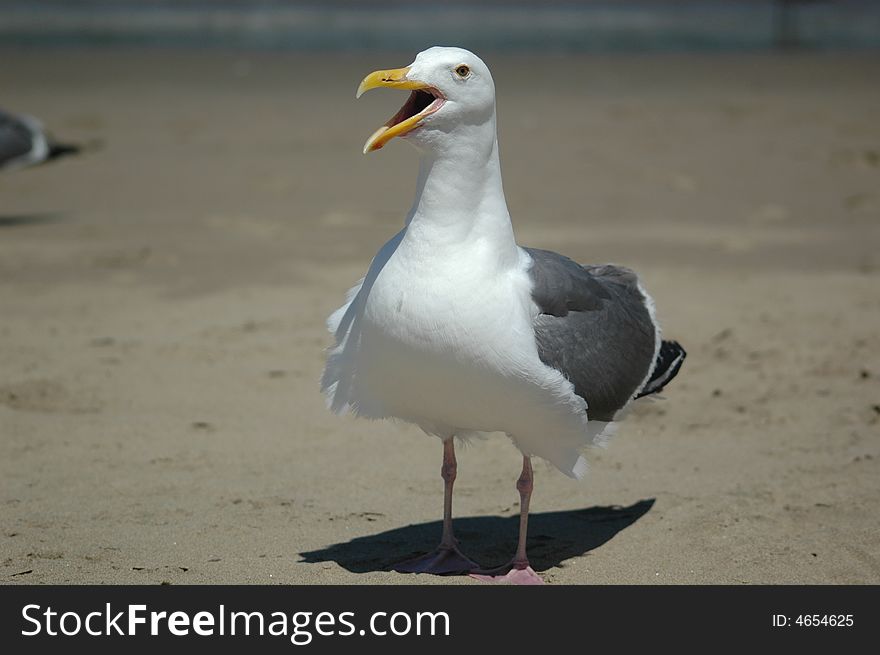 Seagull On A Beach