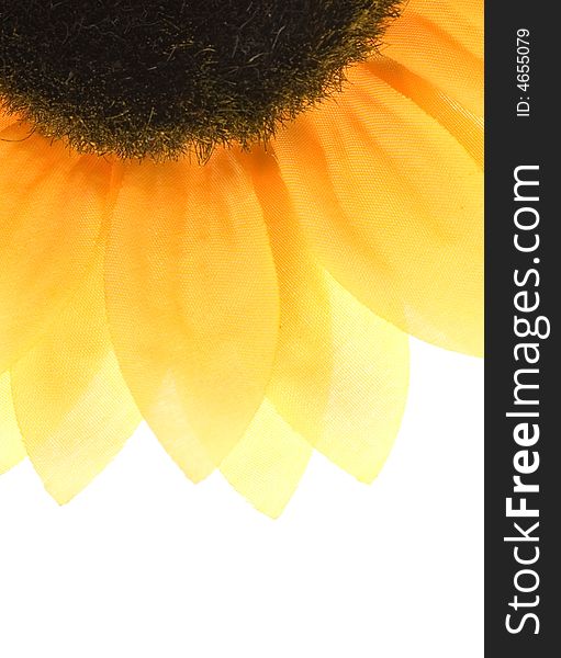 Picture of a Sunflower over white background