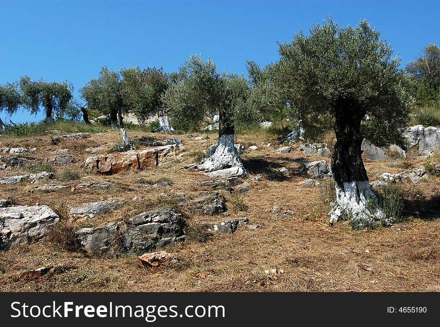 Close-up of ancient olive trees, fresh and healthy produce scene