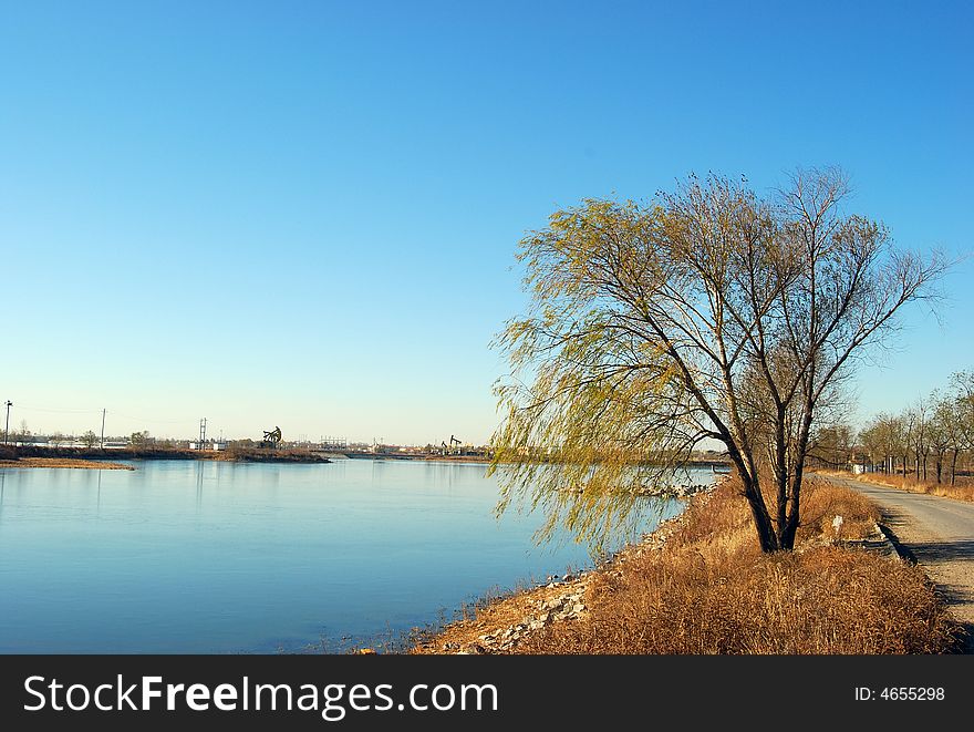 The tree of the by the lake. The tree of the by the lake