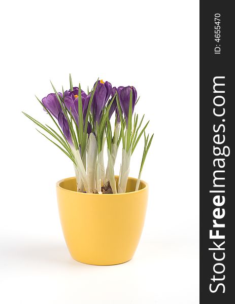 Violet crocuses in a pot