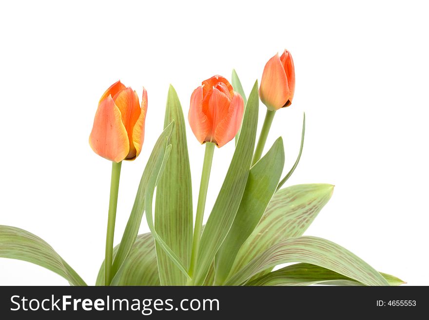 Orange tulips on a white background
