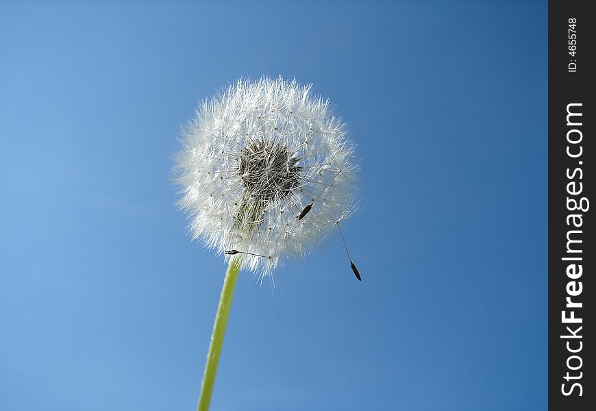 Dandelion with blue sky in background