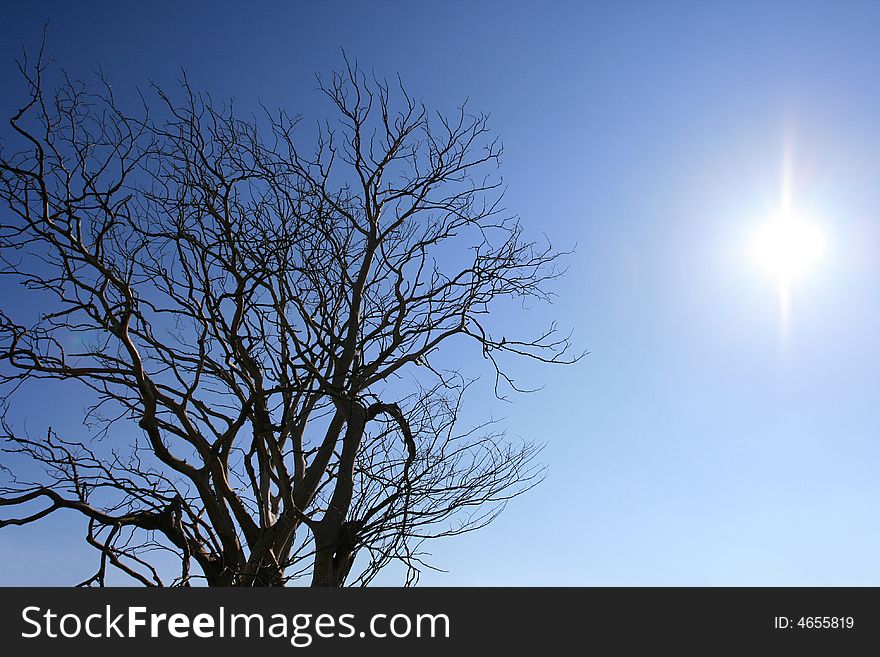 Bare tree on a clear winter day. Bare tree on a clear winter day