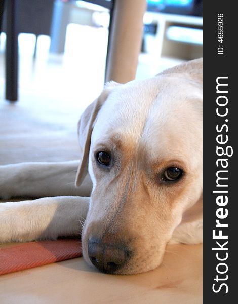 An alert labrador retriever in profile. An alert labrador retriever in profile