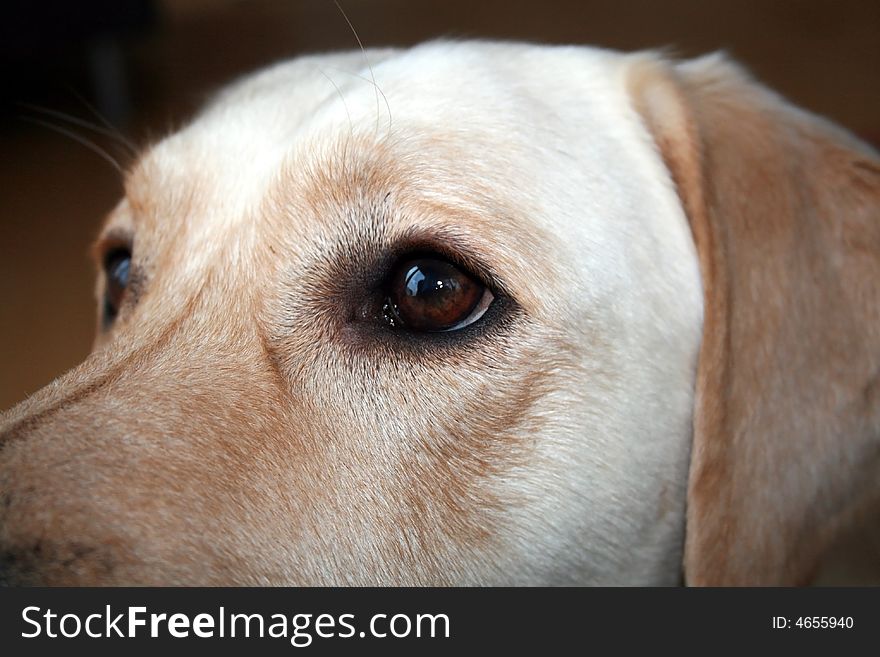 An alert labrador retriever in profile. An alert labrador retriever in profile