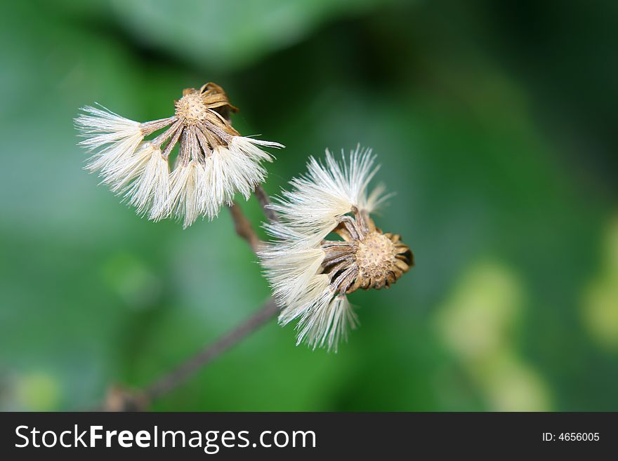 White dandelion against green unfocused background