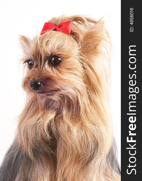 Yorkshire terrier with a red bow.Portrait of a Yorkshire terrier