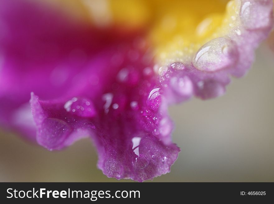 Dew drops on purple and yellow orchid. Dew drops on purple and yellow orchid