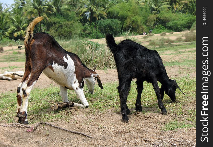 Two Brown goats portrait - in river grass